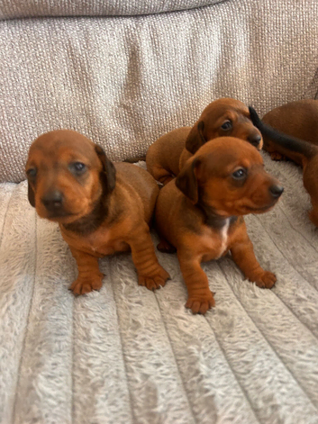 Miniature dachshund