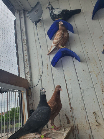 Racing pigeon
