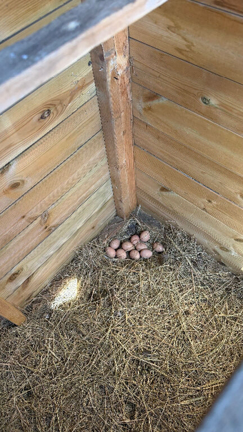 Silver pheasants eggs