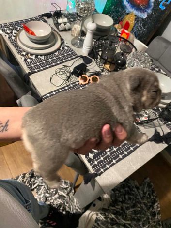 I have 1 beautiful French bulldog blue and tan.