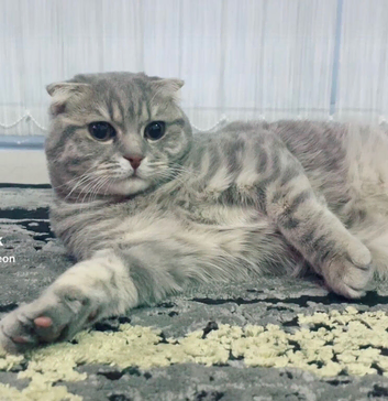Scottish fold kitten
