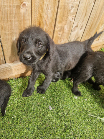 Giant schnauzer x Labrador puppys