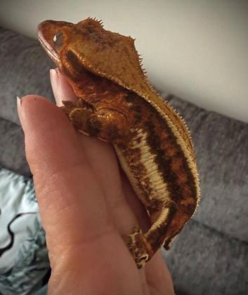 Young adult crested geckos