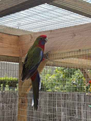 Male rosella