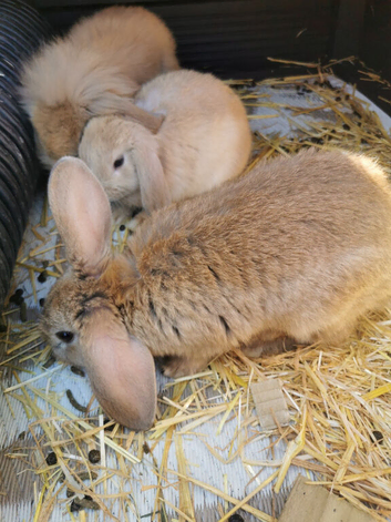 Baby rabbits for sale