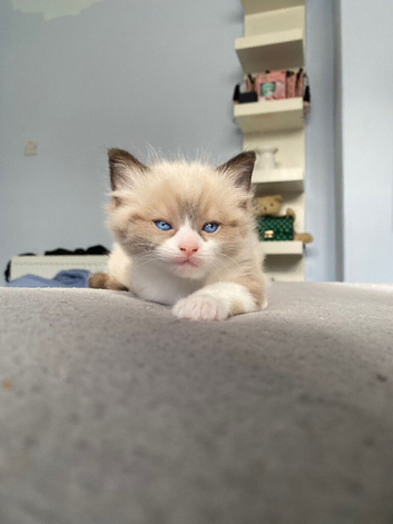 Ready now ! Ragdoll kitten