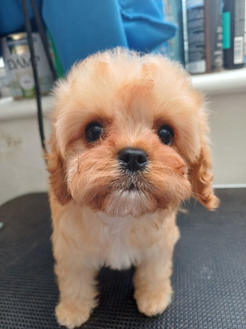 1 female apricot Cavapoo puppy.