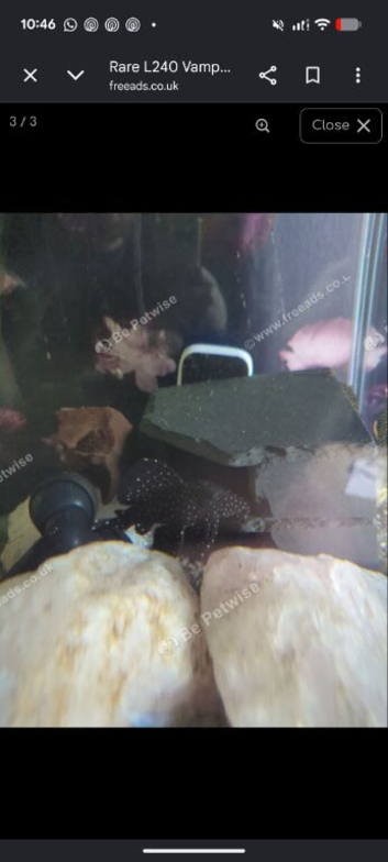 L240 vampire pleco