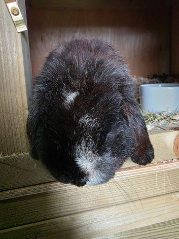 Mini lop boy available