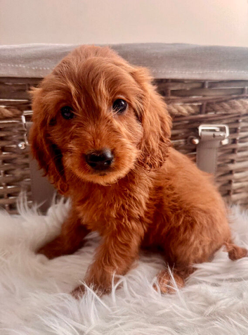 READY NOW. 3 REMAINING STUNNING COCKAPOO PUPPIES