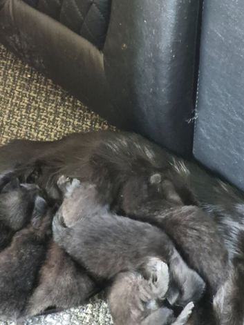 Russian Blue &times; tuxedo