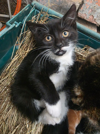 Farm breed kittens