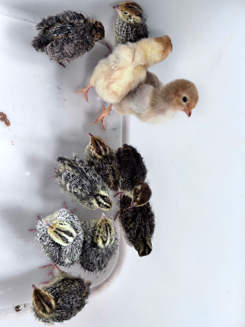 Quail chicks