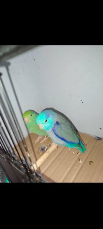 Male parrot for sale