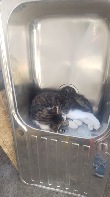3 beautiful kittens 13 wks old 2 boys black 1 fluffy girl