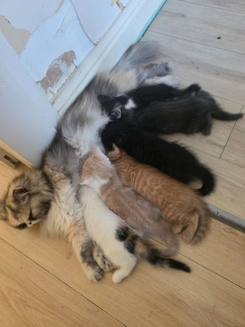 Beautiful Persian Cross Kittens Looking for Loving Homes