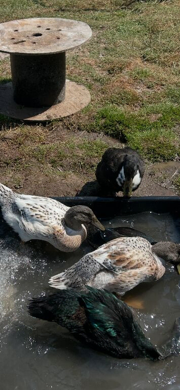 Abacot Ranger Ducks