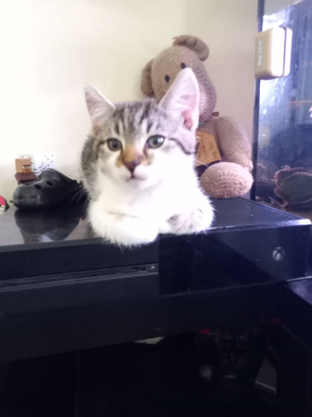 Norwegian Forest cross
