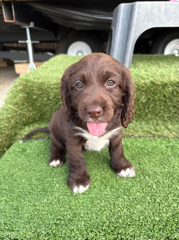 4 cocker spaniel puppy&rsquo;s for sale