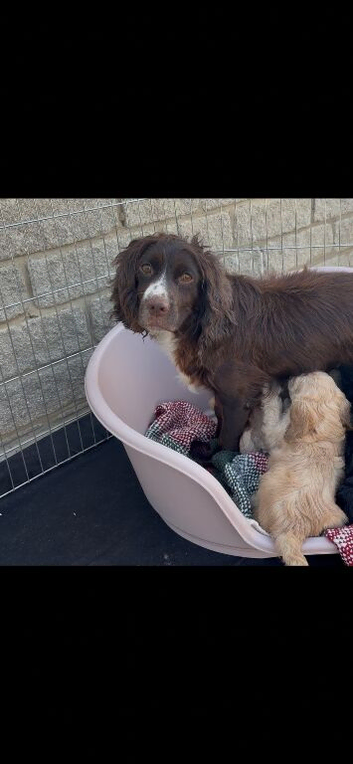 Miniature cockapoo ready to go 6 left