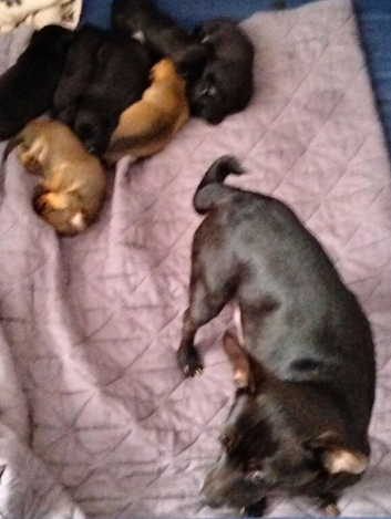7 beautiful cheweenie pups