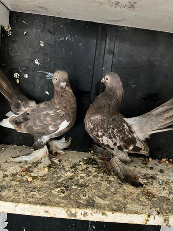 Fancy pigeon pair  for sale in blackburn