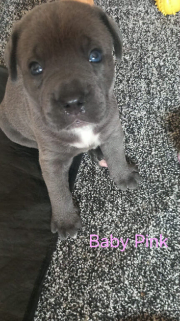 8 stunning Cane Corso looking for forever home