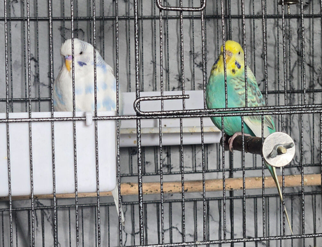 Budgies in need of a new home