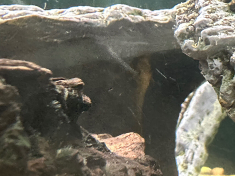 Bristlenose plecos for sale