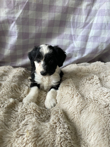 Beautiful cockapoo puppies