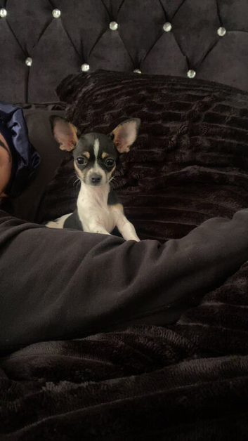 Beautiful chihuahua
