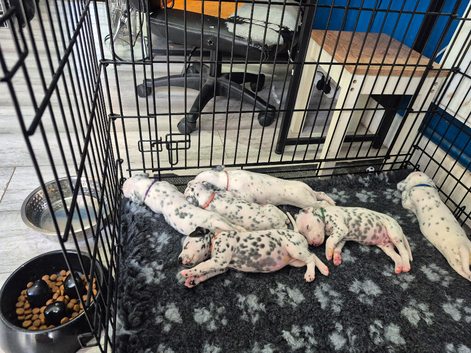 Litter of pure dalmatian puppies