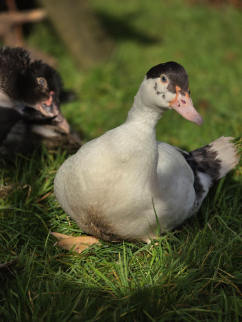 Trios of Muscovy ducks