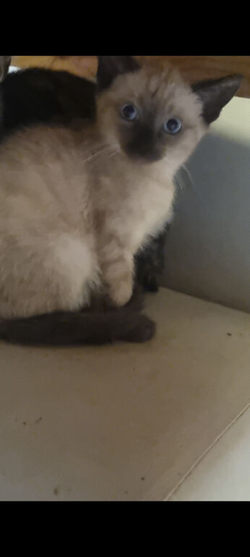 Kitten for sale