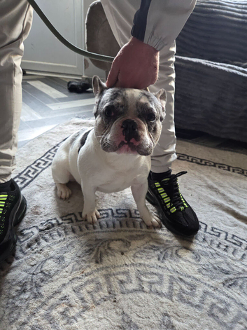 Merle boy frenchie