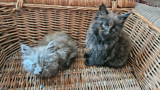 Maine Coon cross kittens