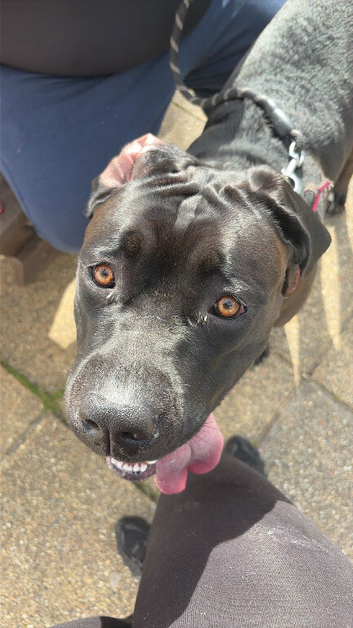 Cane corso