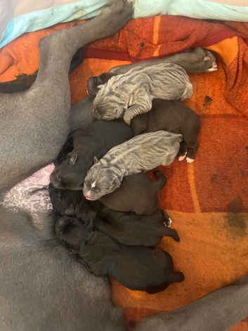 Cane Corso Pups