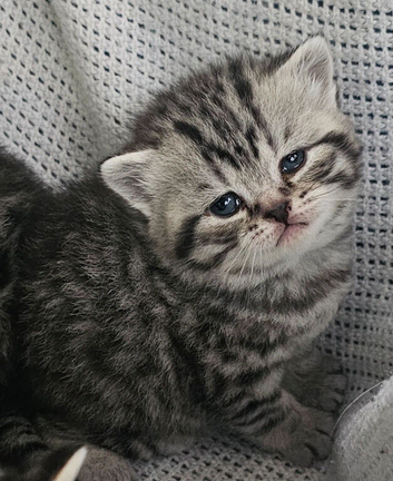 Beautiful Silver tabby british shorthair kittens