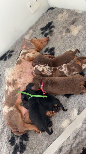 Miniature dachshunds true to type
