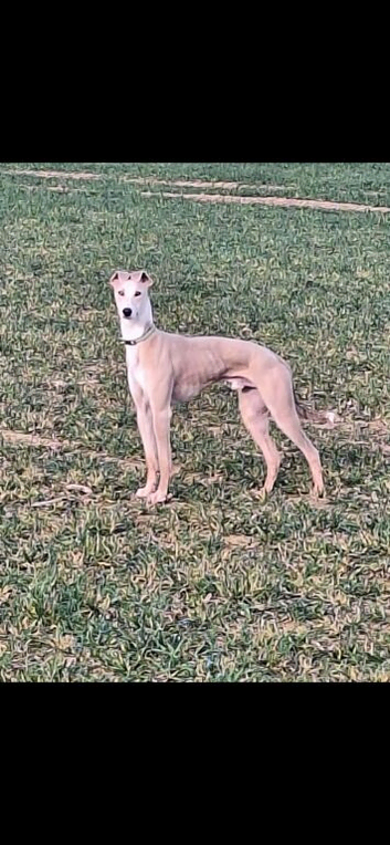 lurcher