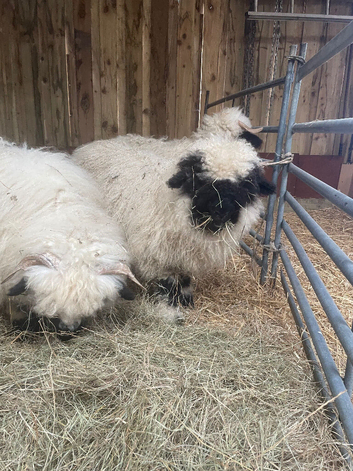 VALAISE WETHER LAMBS