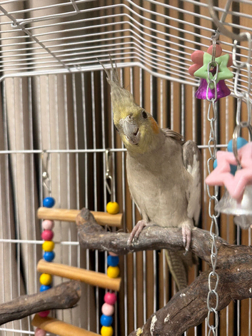 Cockatiel Female 8-9mths old