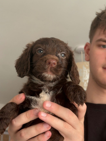 5 Sprockerpoo puppies