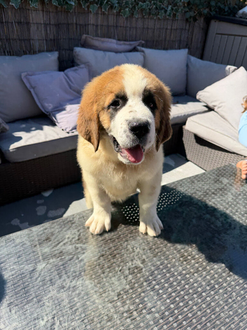 Saint Bernard