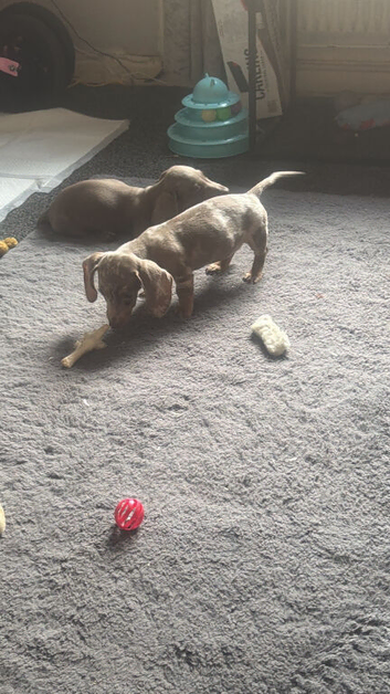 2 brothers for sale