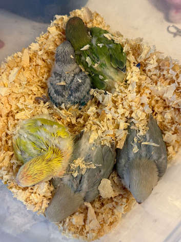 Peach Faced Baby Lovebird ready for reserving