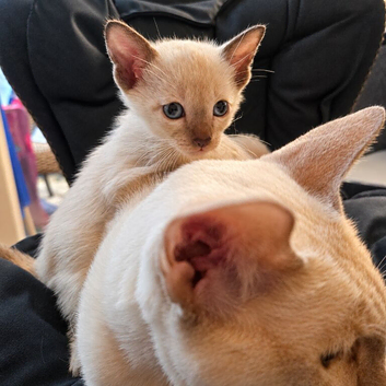 Pedigree,  registered,  outstanding pedigree lines  Tonkinese boys