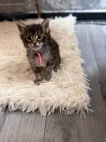 6 beautiful Maine coon kittens looking for their forever homes