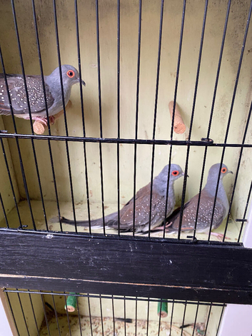 Diamond Doves Aviary birds for sale